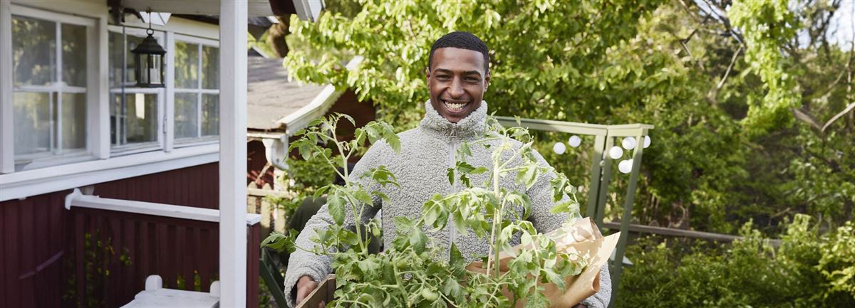 Mann bærer en kasse med tomatplanter