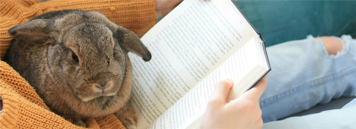 Kanin som blir lest for