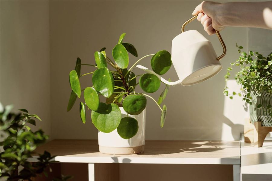 Watering a potted plant